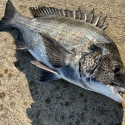 エビ撒きで初チヌ釣れました