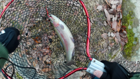 管釣り釣れればデカマス！