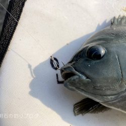 釣り納めはグレ狙い