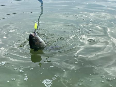 1月31日も放流ありで釣れ釣れ