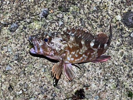 姫路メバリングで初釣り｜メバル激渋！ガシラ高活性！！