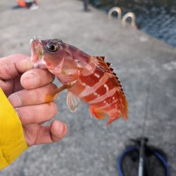 陸っぱり釣行記