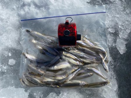 わかさぎ釣り