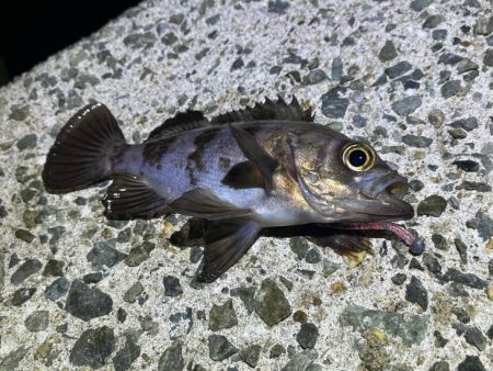 干潮はフロートメバリングで好釣果