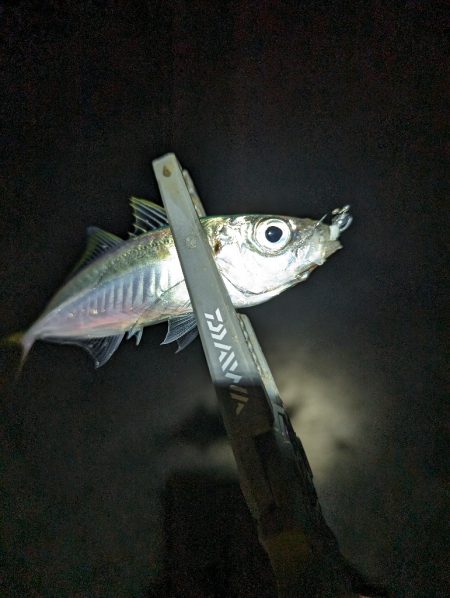 陸っぱり釣行記