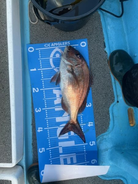 鹿児島のノッコミ真鯛を釣ってきました