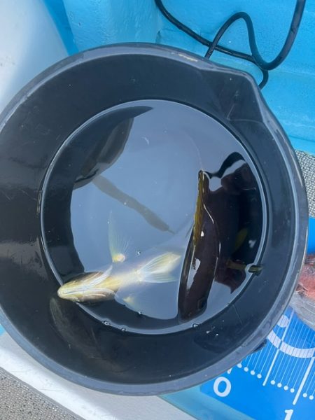 鹿児島のノッコミ真鯛を釣ってきました