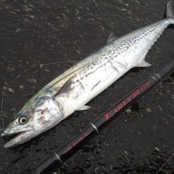 雨の合間の釣行