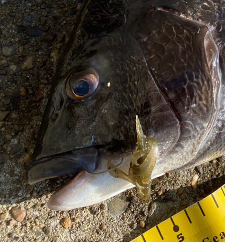 チニング釣行