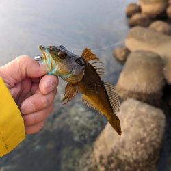 陸っぱり釣行記