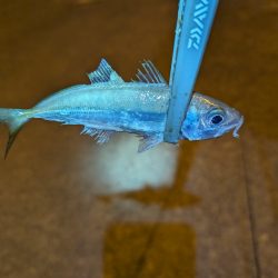 陸っぱり釣行記