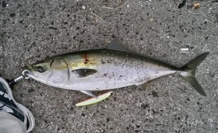 今年初の鰤！釣れました!