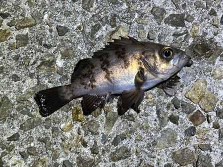 大潮満月のメバルは沈み気味