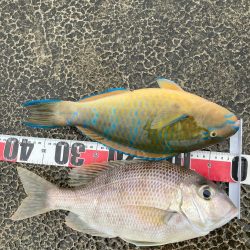 千葉県で釣れたアイゴの釣り・釣果情報 - アングラーズ