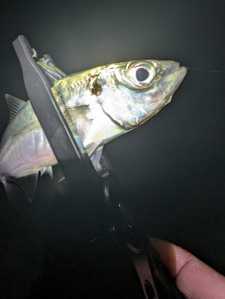 陸っぱり釣行記