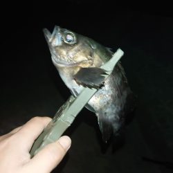 メバリング🎣