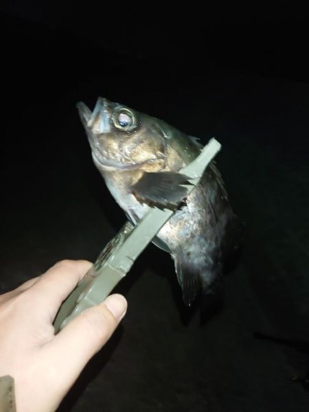 メバリング🎣