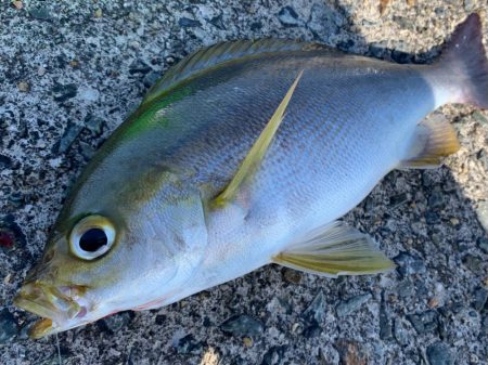 カゴ釣り