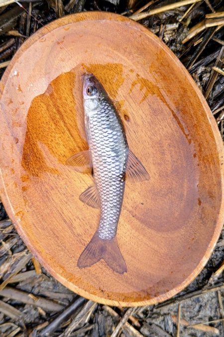 シロヒレ釣行