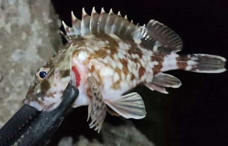 久しぶりの釣行とハードブルテスト