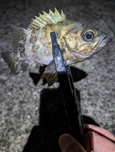 陸っぱり釣行記