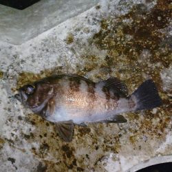 息子がメバルの煮付けを食べたいそうで