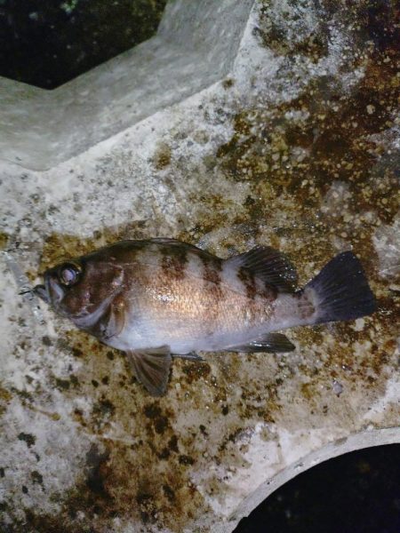 息子がメバルの煮付けを食べたいそうで