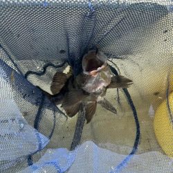 たかみ丸　鯛メバル釣り