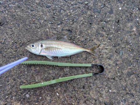 ２ヶ月ぶりの釣り