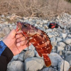 陸っぱり釣行記