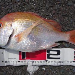 オカッパリで釣れる魚なんですね…