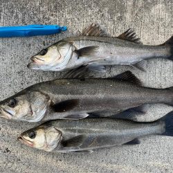 エビ撒きでハネ！活性高いです