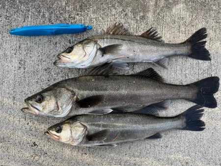 エビ撒きでハネ！活性高いです