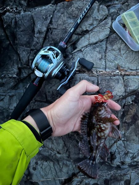 小浜根魚開幕…？