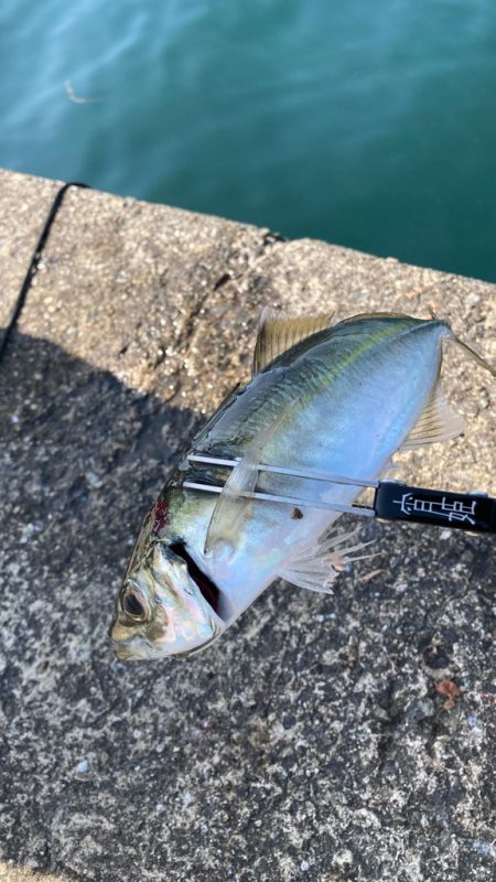 淡路島で釣り🎣