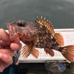 鯵サビキ釣り