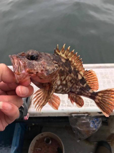 鯵サビキ釣り