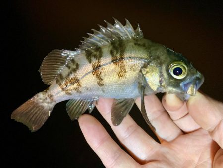 今夜もアジは釣れず