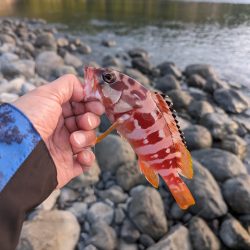 陸っぱり釣行記