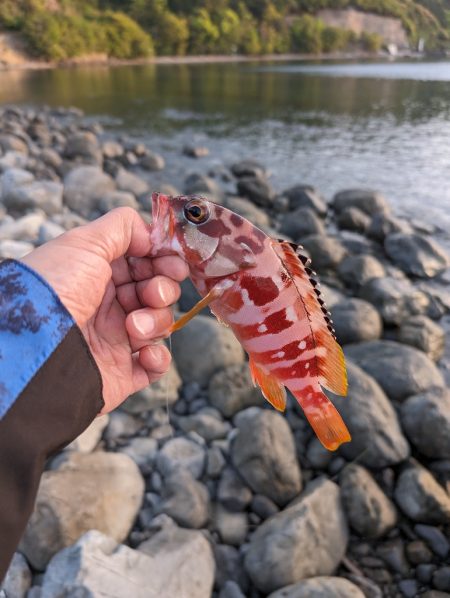 陸っぱり釣行記