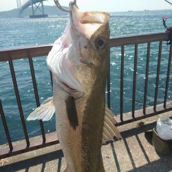 マダイ狙いのカゴ釣り🎣