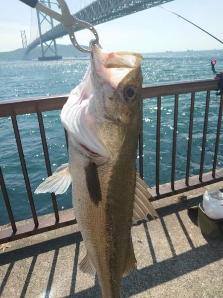 マダイ狙いのカゴ釣り🎣