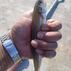 魚住港のキス調査