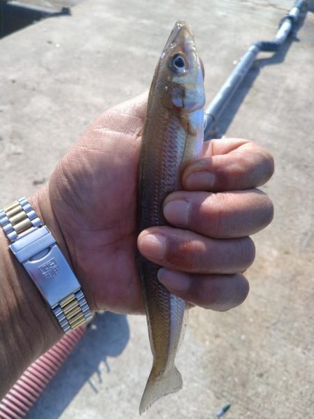 魚住港のキス調査