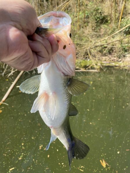 1日ボート釣行！