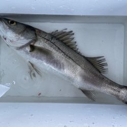 エビ撒き釣り