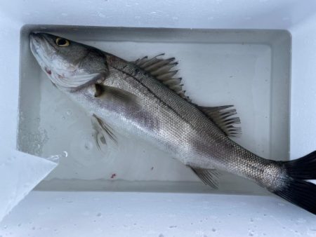 エビ撒き釣り