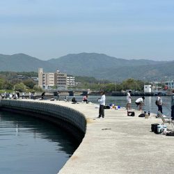 淡路島で、キス狙い