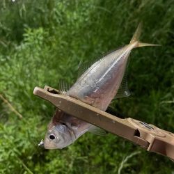 ジグ単de〜アジング久々に釣れました^ ^