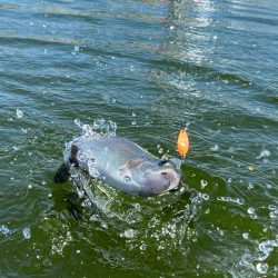 かめプーまだまだ釣れます。